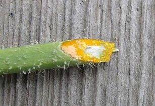advantages and disadvantages of removing warts with celandine juice