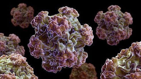 human papillomavirus