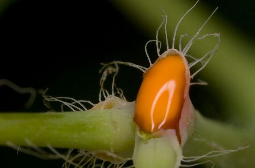 removal of warts with celandine